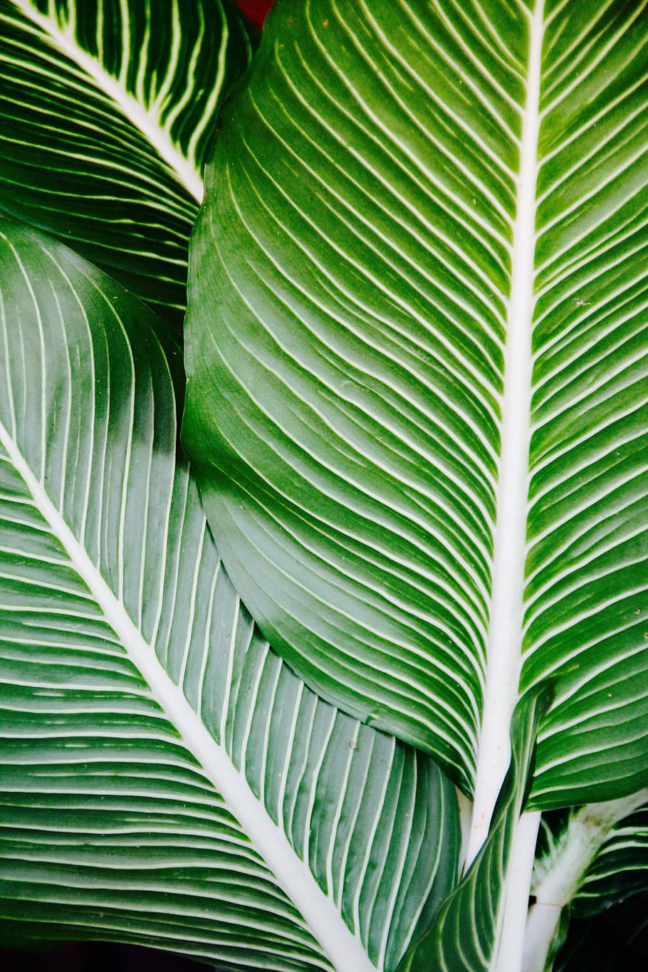 green leafy vegetable, palm, frond, leaf, exotic, palm tree, palm fronds, tropical, palm leaf, green color