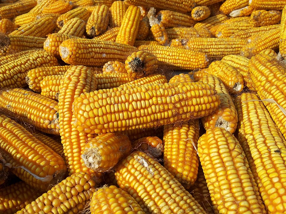 Corn, Grains, Harvest, Fall, Food, healthy, vegetarian, yellow, golden, corn on the cob