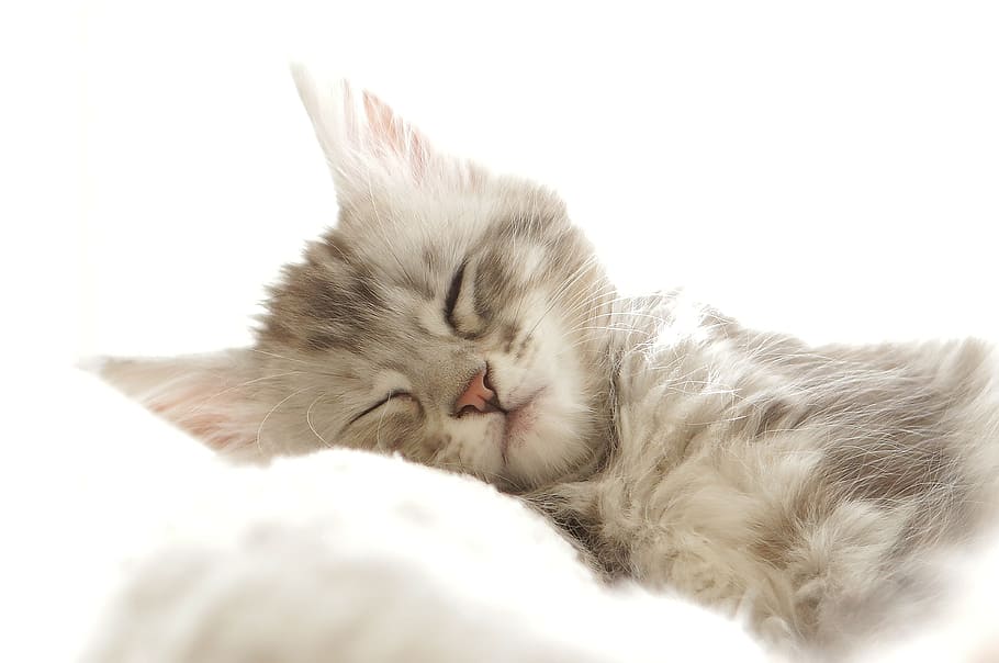 foto, gris, beige, gatito, durmiendo, gato, mascota, gato joven, animal, gato doméstico