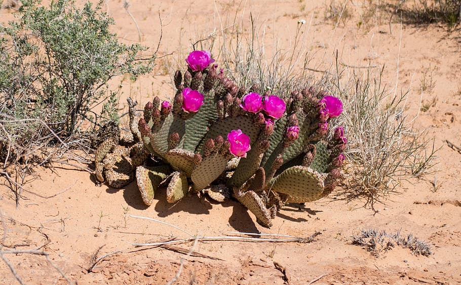 green, cactus plant, pink, flower, Desert Flower, Cactus, Cacti, desert, hot, dry