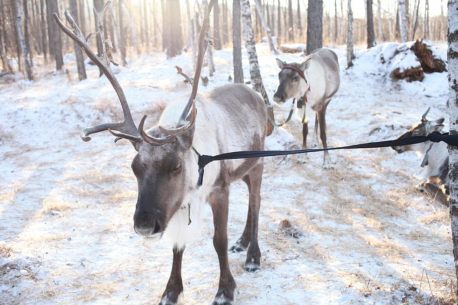 hulunbeir, reindeer, winter, sunshine, animal themes, animal, mammal, domestic animals, snow, cold temperature