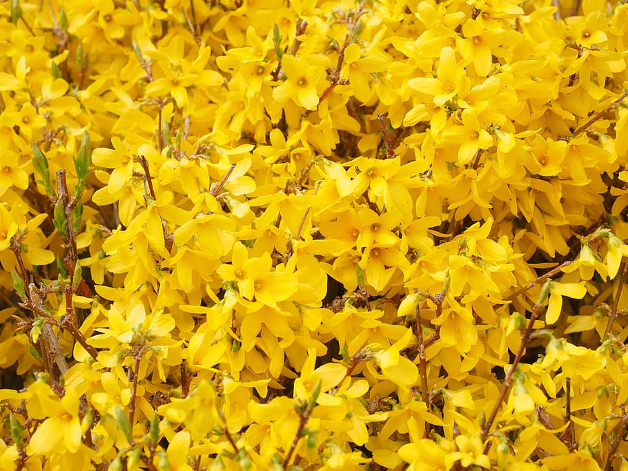 view, yellow, flowers, gold lilac, forsythia, branches, flower, bush, forsythia flowers, golden bells