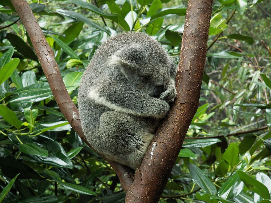 코알라, 코알라 곰, 호주, 동물, 수면, 나무, 동물 테마, 동물 야생 생물, 한 동물, 포유 동물