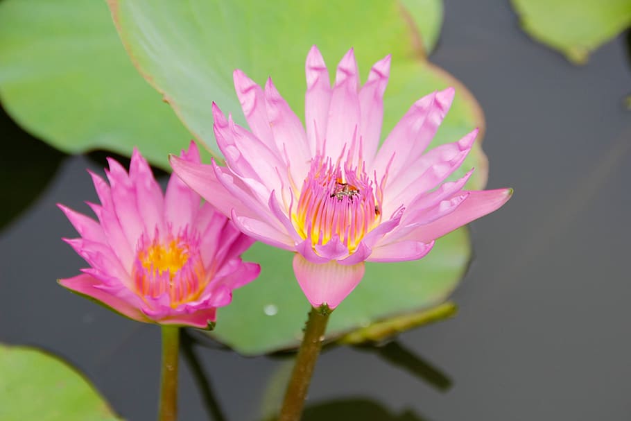 Water Lily, Pink, Blossom, blossomed, bloom, pond, aquatic plant, flower, water, nature