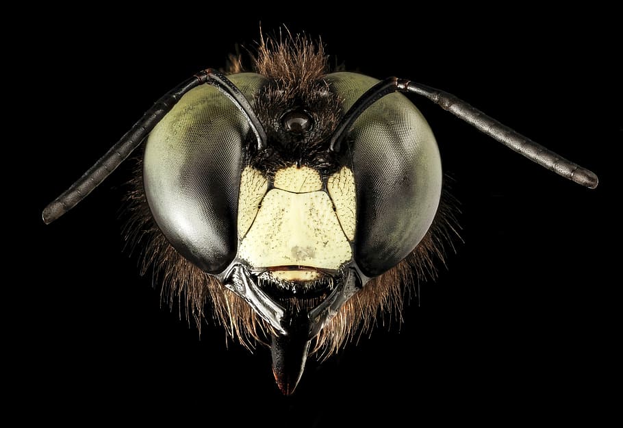 closeup, insect, eastern carpenter bee, eyes, macro, close up, face, front view, wildlife, nature