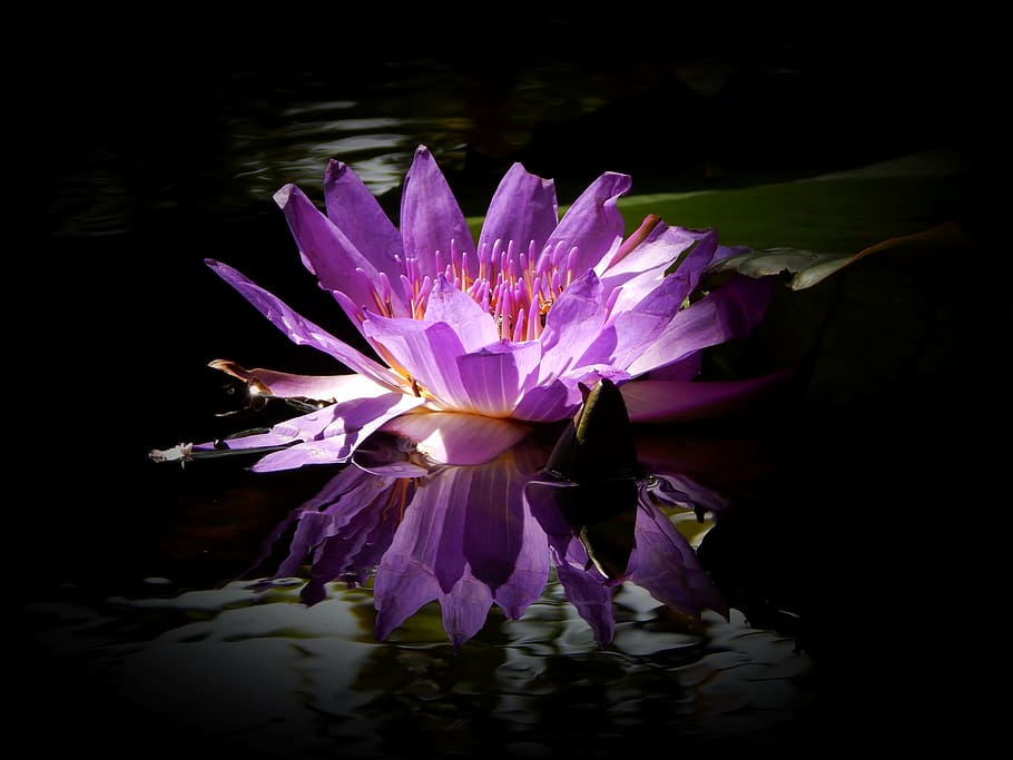 lily water, purple flower, flower, lotus, nature, blossom, purple, water, lily, petal