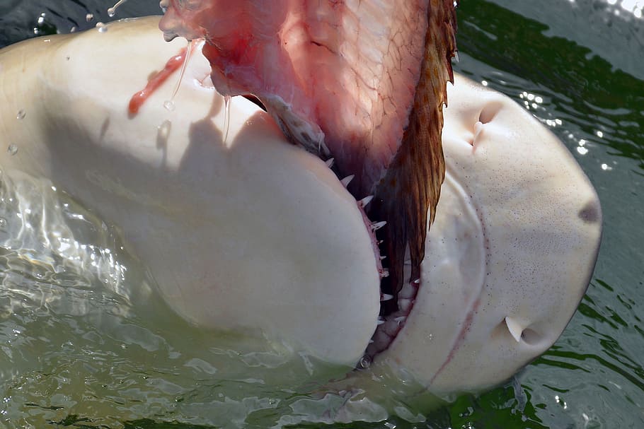 fotografía, mandíbula de tiburón, hai, tiburón, comer, diente, peligroso, carnívoros, pie, naturaleza