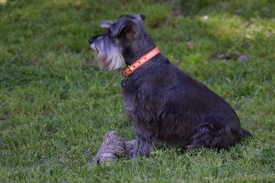 dog, canine, schnauzer, puppy, pet, animal, cute, happy, young, breed