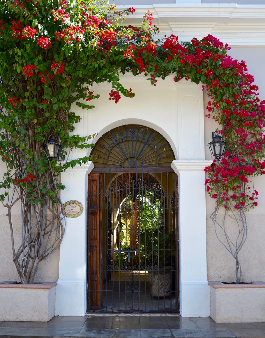 Puerta, colonial, álamos, flor, entrada, casa, adornado, lujo, planta, arquitectura