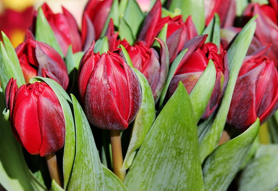red flowers, tulips, flower, blossom, bloom, flowers, purple, spring, spring flowers, cut flowers
