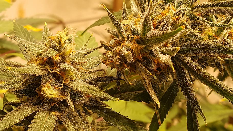 cannabis, grow, marihuana, plant, growth, close-up, green color, nature, day, beauty in nature