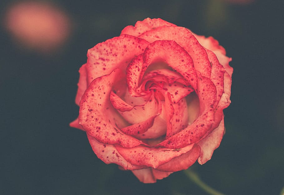 selektif, fokus fotografi, merah, mawar, mekar, pink, bunga, closeup, foto, alam