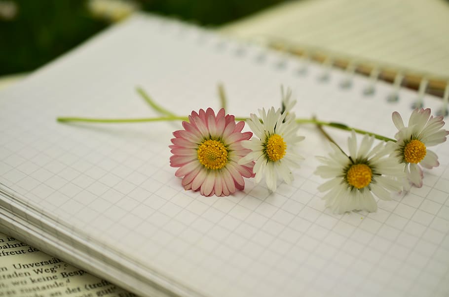 white, pink, daisies, notebook, book, book pages, paper, blank pages, leave, daisy