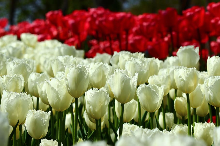 red, bulk tulips, White, Tulips, Bulk, red and white tulips, spring, konya, freshness, flower