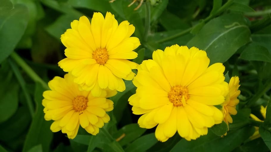 herbs, marigold, doctor's office, nature, plant, green, plants, yellow, flower, macro