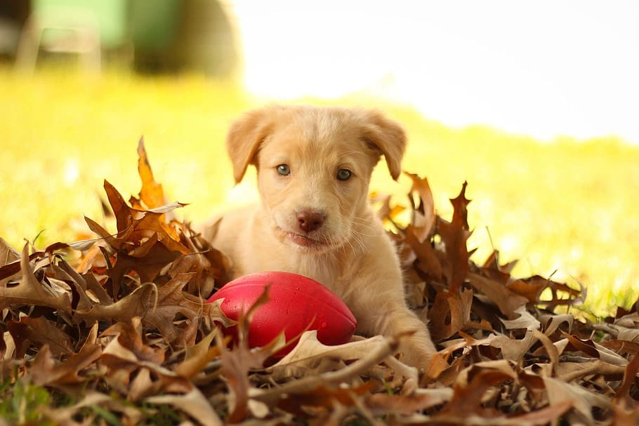 golden, retriever puppy, playing, brown, dry, leaf, daytime, close-up photo, Golden Retriever, puppy
