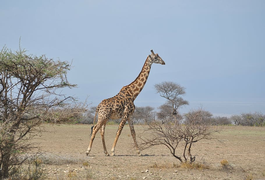 africa, tanzania, national park, safari, serengeti, giraffe, animal themes, animal, animal wildlife, animals in the wild