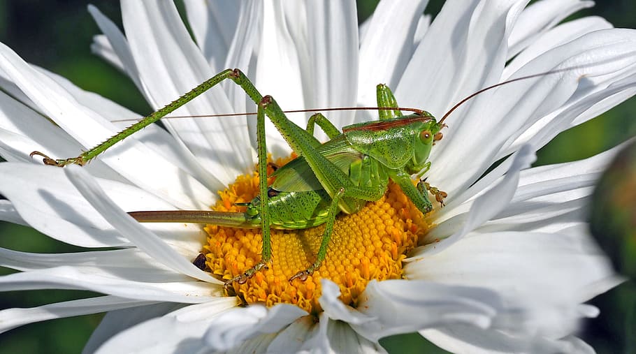 grasshopper, white, daisy, insect, nature, live, flower, plant, flowering plant, animal themes
