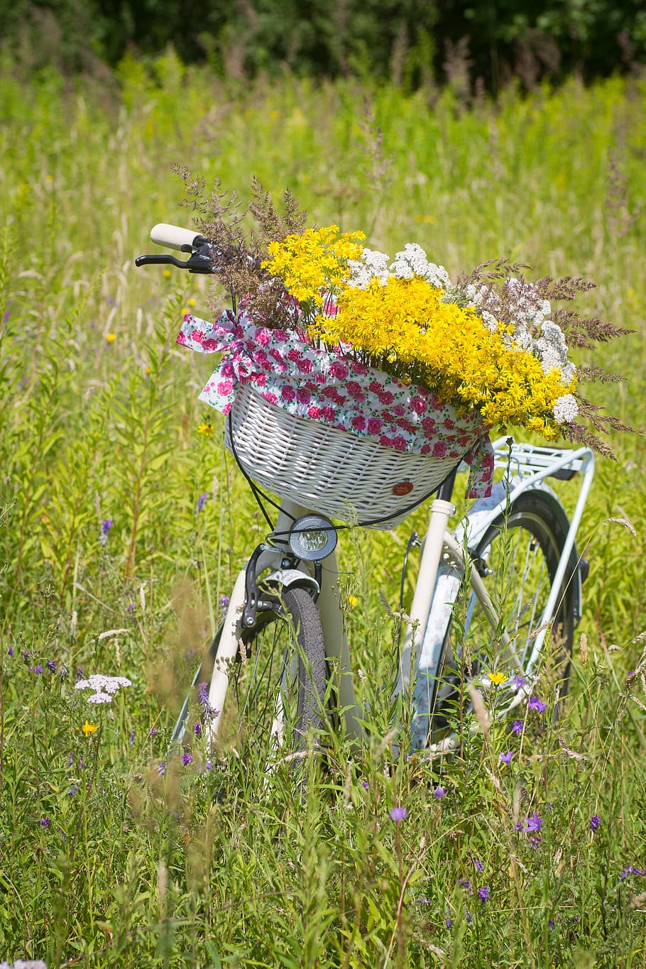 자전거, 여름, 바구니, 주기, 타기, 숙녀주기, 공원, 자전거 타기, 꽃, 자전거 타는 사람