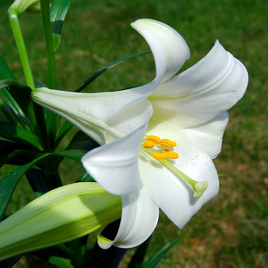 white, lily flower, close, photography, flower, easter, lilly, flowering plant, plant, fragility
