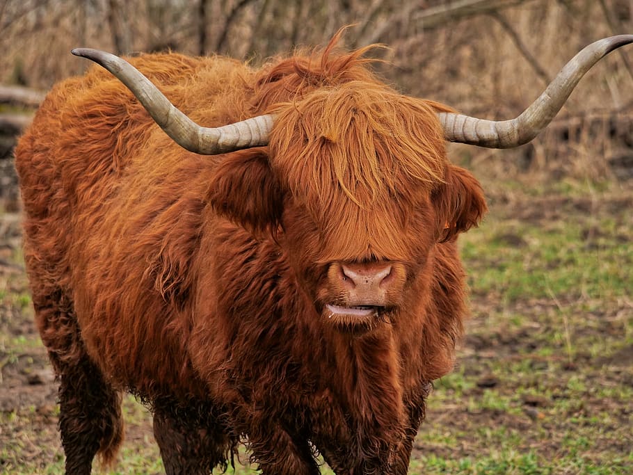 highland cow, cattle, animals, scotland, nature, horns, hairy, cow, fur, animal