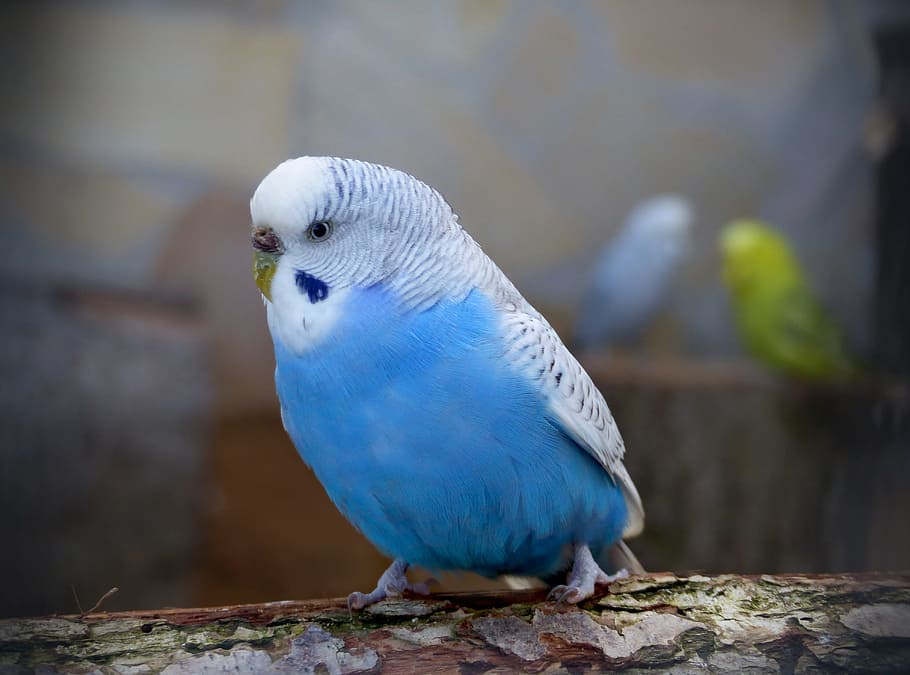 pájaro, mundo animal, animales, naturaleza, pluma, periquito, cerca, pájaros, azul, periquito azul