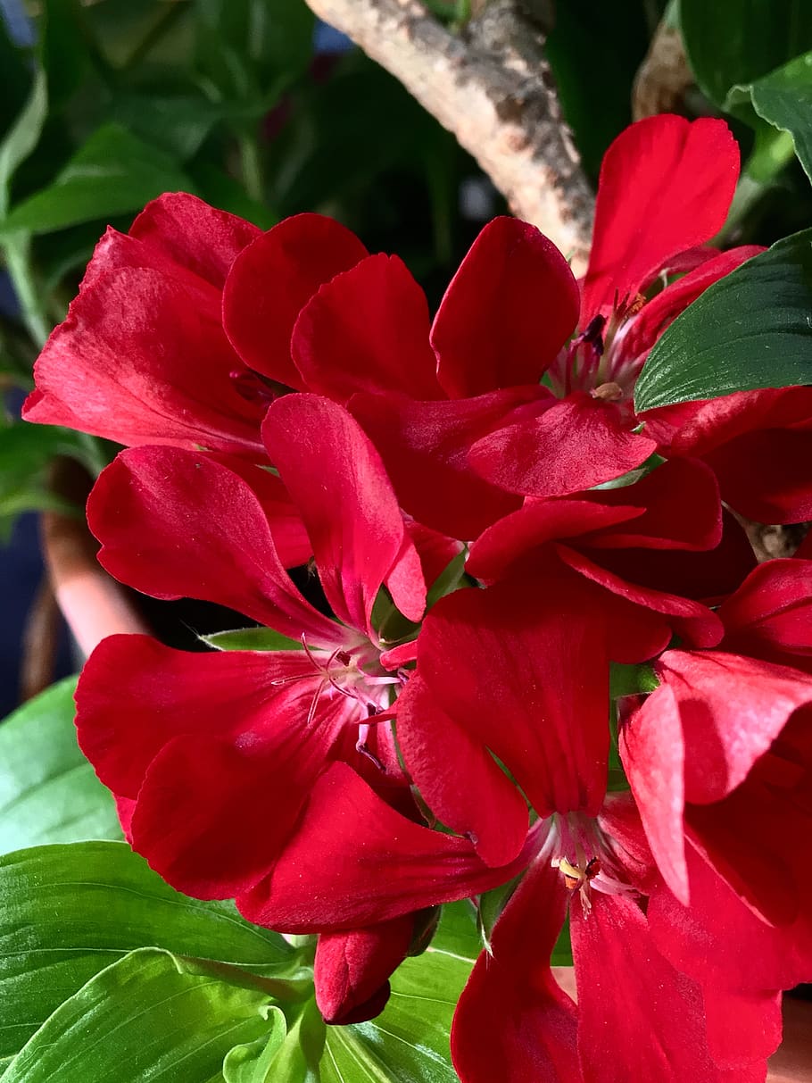 flowers with red petals