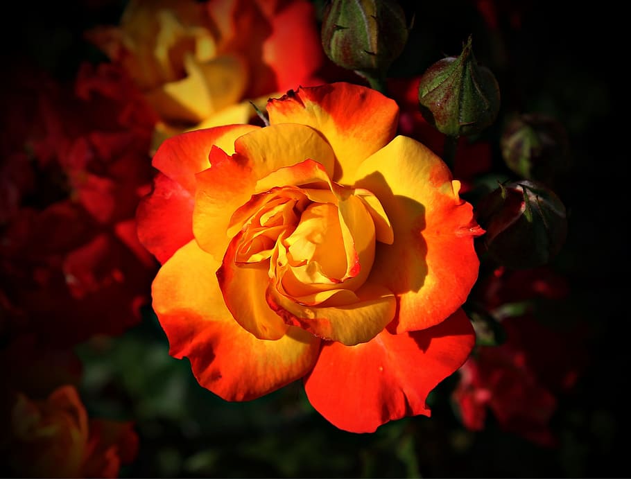 red, orange, rose, flower, selective, focus photo, blossom, bloom, yellow, love