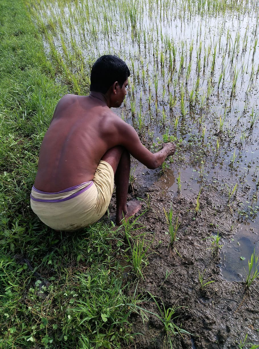 farmer, paddy sowing, monsoon paddy, rice, agriculture, countryside, cultivation, tropical, nature, agricultural