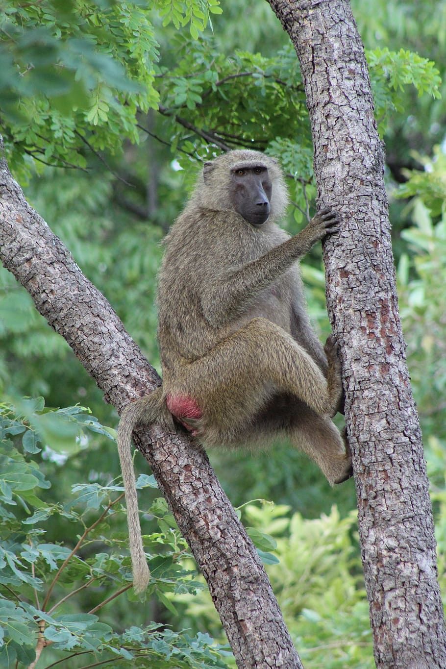 baboon, mole national park, ghana, animals, safari, nature, forest, animal wildlife, animals in the wild, tree