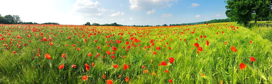 red, flowers field, blooming, daytime, poppy, field, nature, barley, red poppy, plant