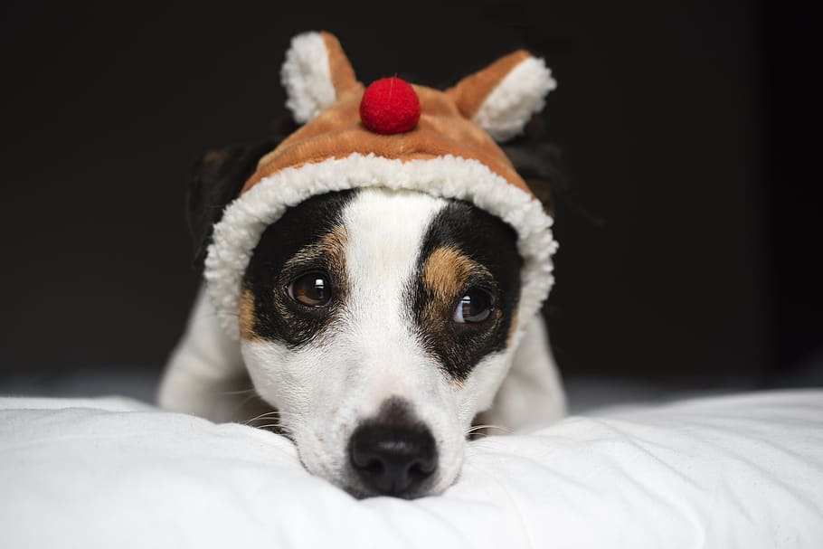 jack russel, dog, christmas, look, terrier, cute, adorable, animal, canine, puppy