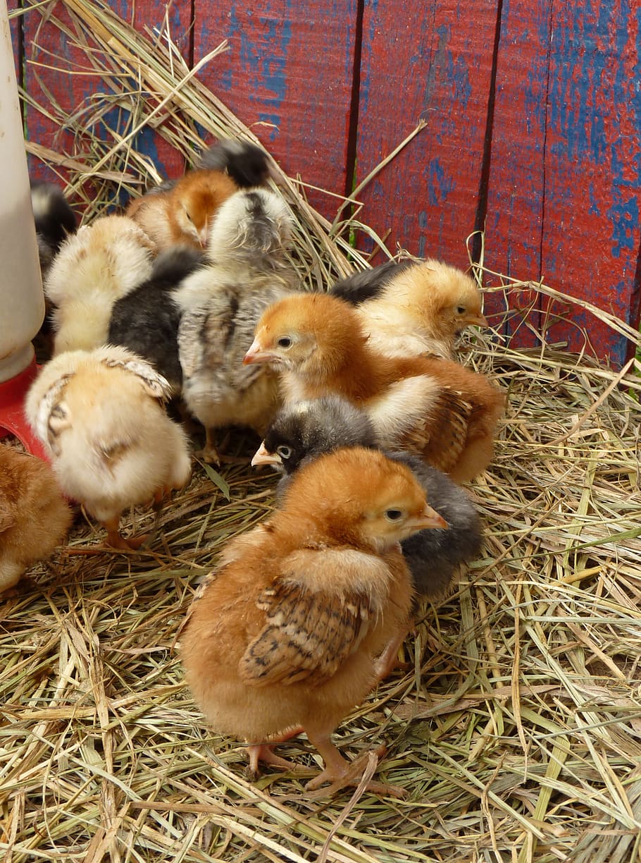 chicken chicks, chick, baby chicks, easter, chicken, spring, farm, barn, straw, poultry