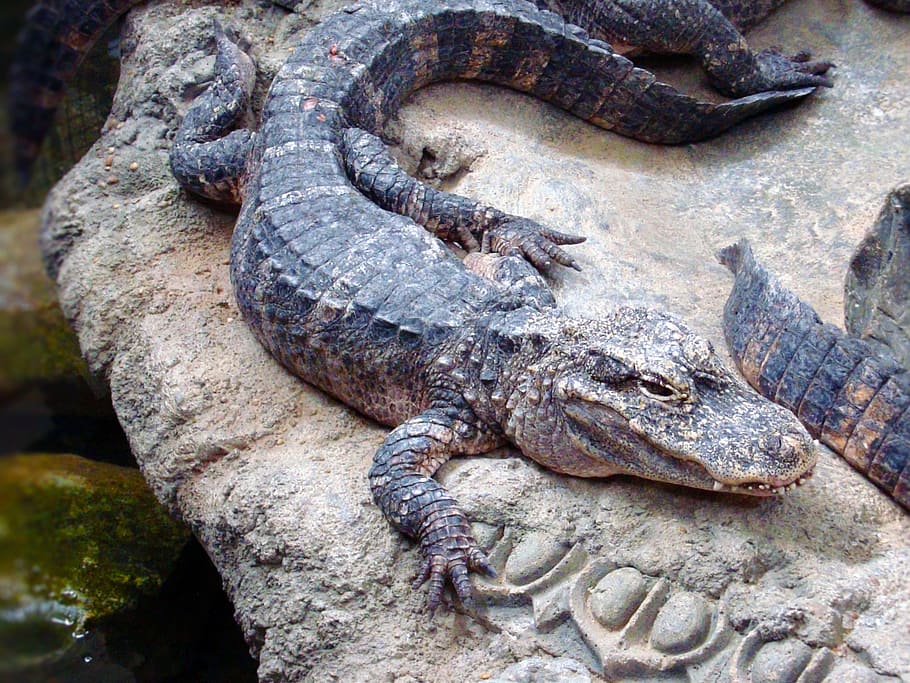 alligator, animal, reptile, zoo, crocodilia, crocodilian, alligatoridae, mississippiensis, nature, wildlife