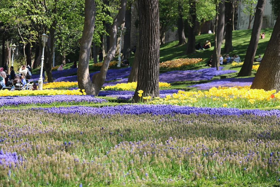 ungu, lavender, bidang bunga, siang hari, bunga, alam, musim saat ini, tanaman, taman, tidak ada