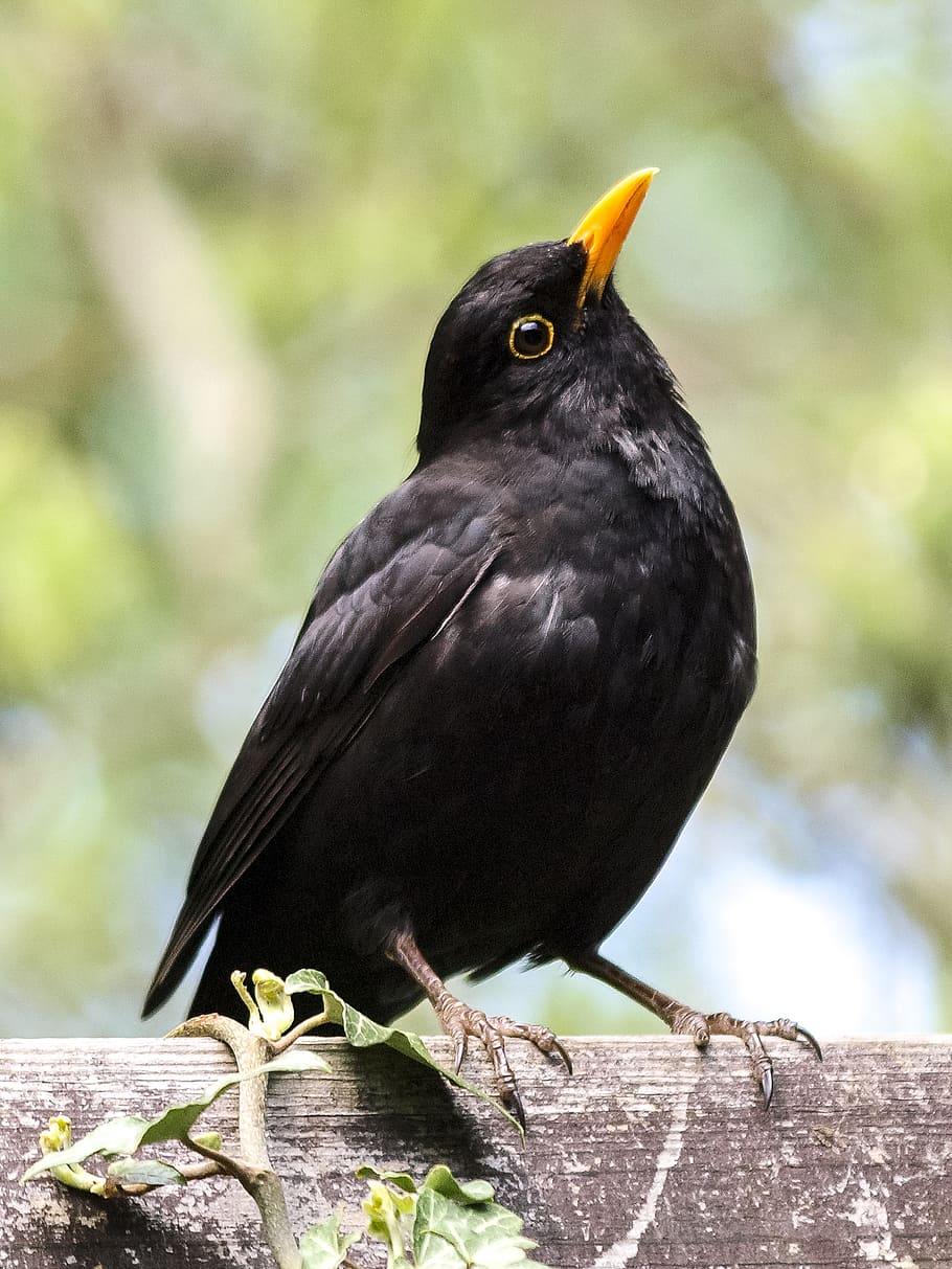 black, bird, yellow, beak perching, wooden, surface, blackbird, songbird, garden bird, animal