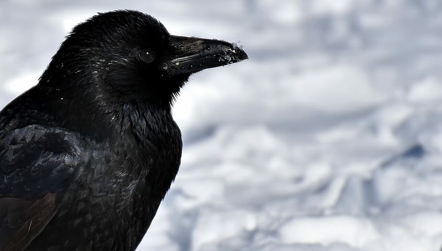 shallow, focus photography, crow, animal, common raven, raven, snow, winter, cold, raven bird