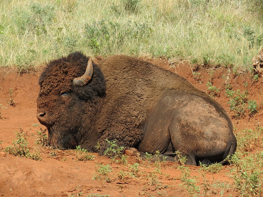 american bison, rest, wild animal, buffalo, red, earth, sand, animal themes, animal, animal wildlife