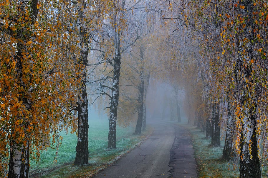 avenue, birch avenue, fog, birch, away, idyll, nature, romance, idyllic, trees