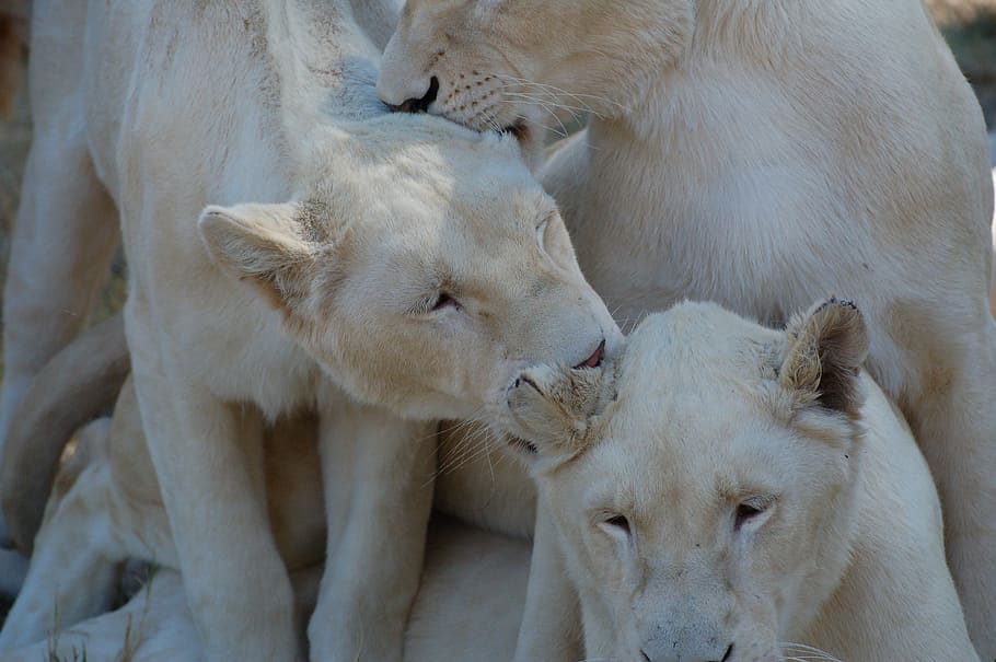 lion, africa, white, animal, safari, predator, pride, animal themes, mammal, group of animals