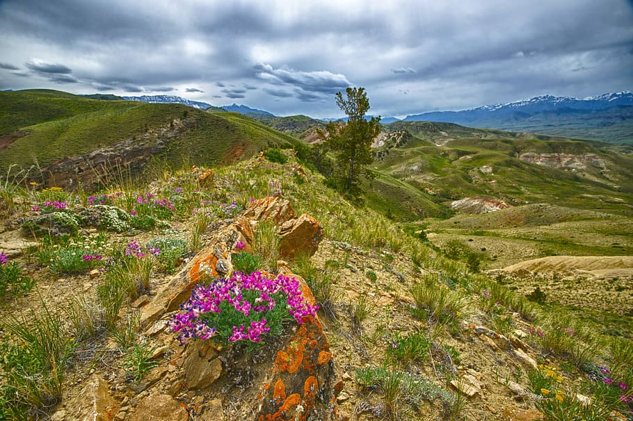 Flores, Mountain Ridge, Idaho, nuvens, fotos, grama, colinas, paisagem, paisagens, montanhas