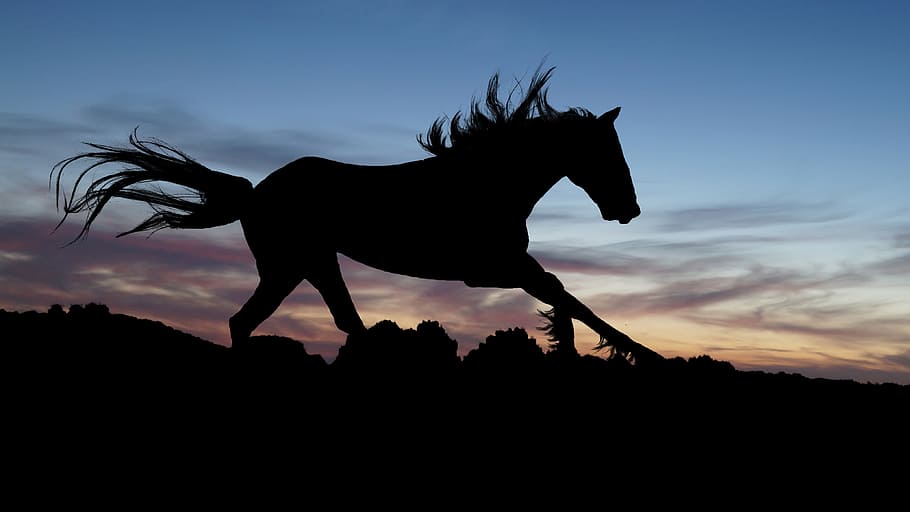 silhouette, horse, sunset, gallop, shadow, stallion, expensive, silhouettes, animal, mammal