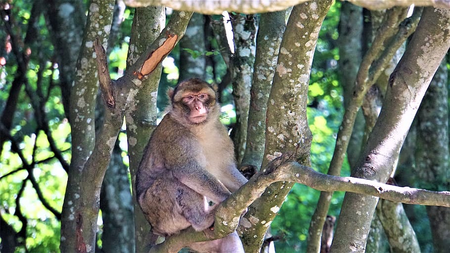 mono barbary, en el árbol, en una rama, sentado, mono montaña salem, mono, animal, marrón, beige, naturaleza