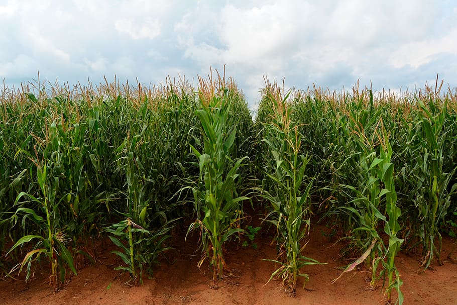 maize, corn, field, zea mays, mpumalanga, south africa, agriculture, monocropping, crop, farm