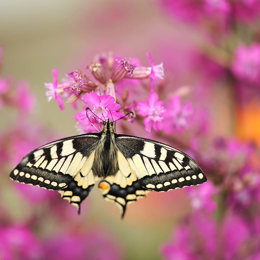 mariposa de cola de golondrina tigre, encaramado, púrpura, flor de pétalos, primer plano, fotografía, cola de milano, mariposa, jardín, insecto