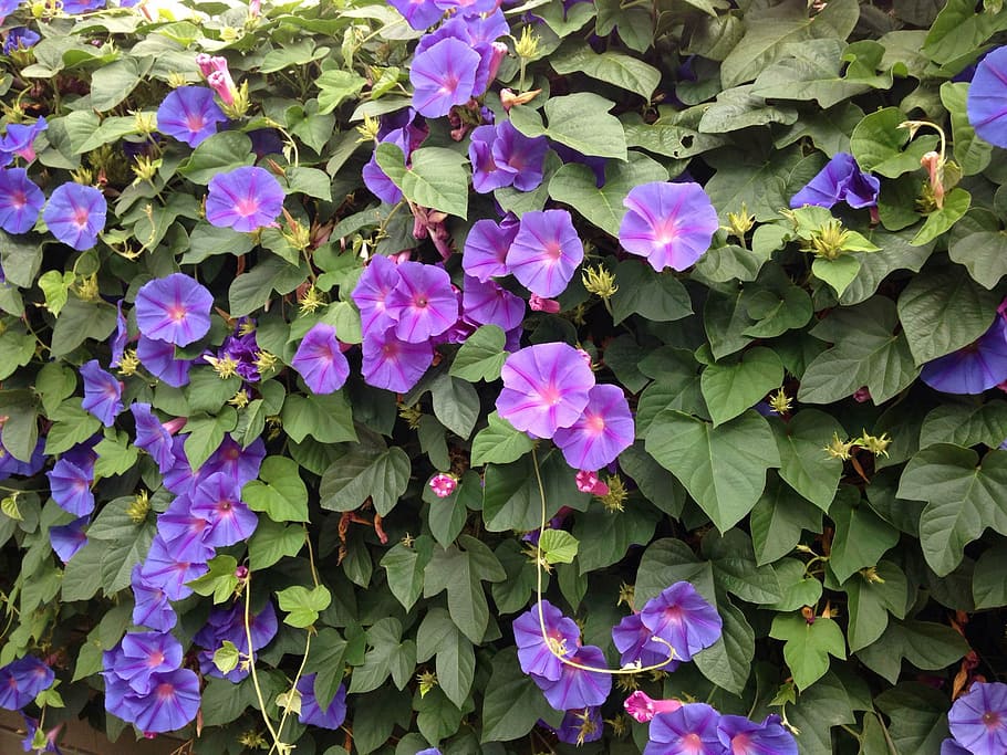 flores púrpuras, flores azules, gloria de la mañana, enredadera, cubiertas de pared, floración, malvas, naturaleza, cobertura del suelo, hojas verdes