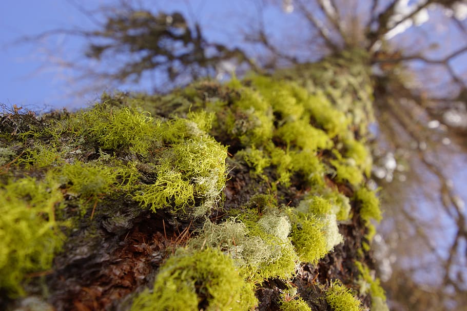 moss, tree, forest, green, nature, trunk, tree trunk, park, into the woods, larch