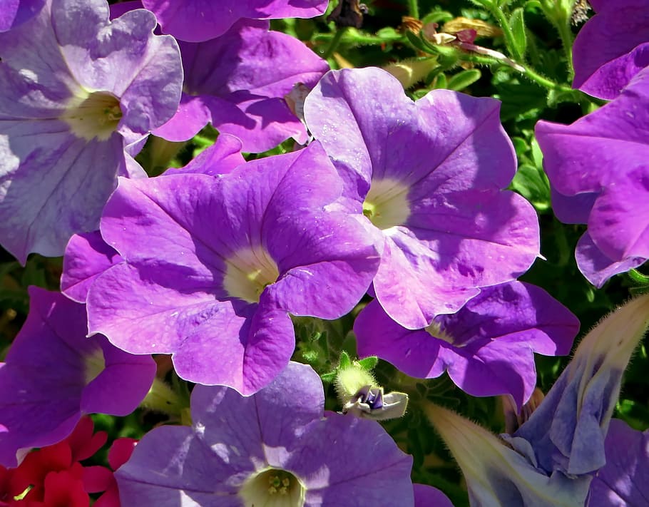 petunia, solanaceae, flor, violeta, púrpura, botánica, pétalos, flores de color púrpura, planta, jardinera