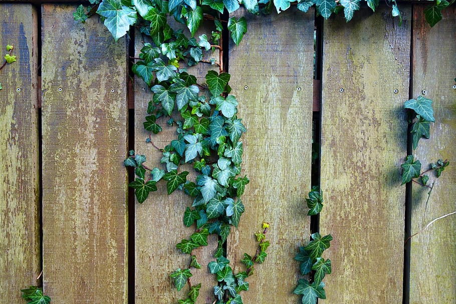 hijau, tanaman merambat, coklat, kayu, pagar, pagar kayu, papan, pagar taman, ivy, tanaman