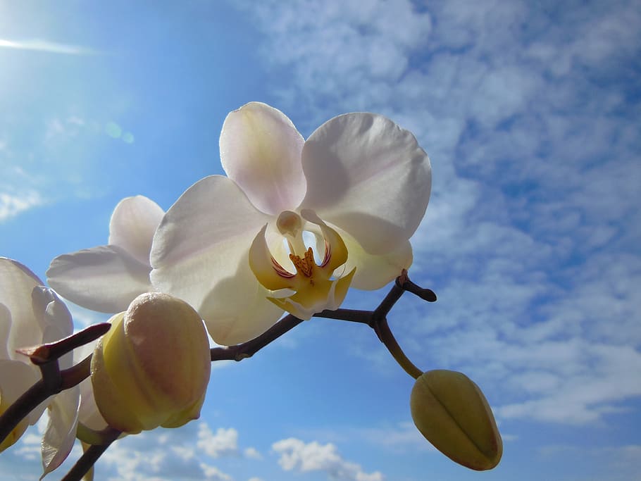 white, orchids, cloudy, sky, orchid, phalaenopsis bloom, summer, blue sky, white clouds, plant